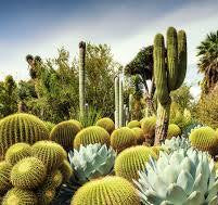 Beautiful Gardens - The Huntington Desert Garden 1000pc