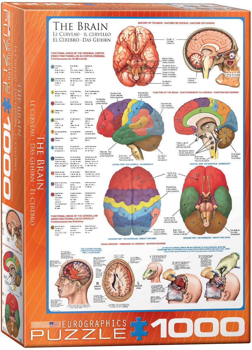 The Brain 1000pc