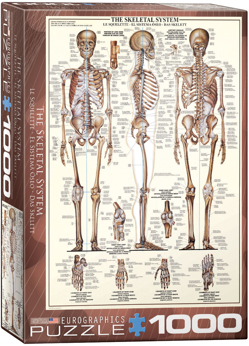 The Skeletal System 1000pc