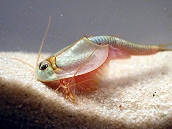 Triops