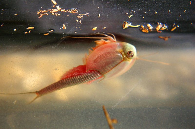 Triops