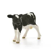 Holstein Calf